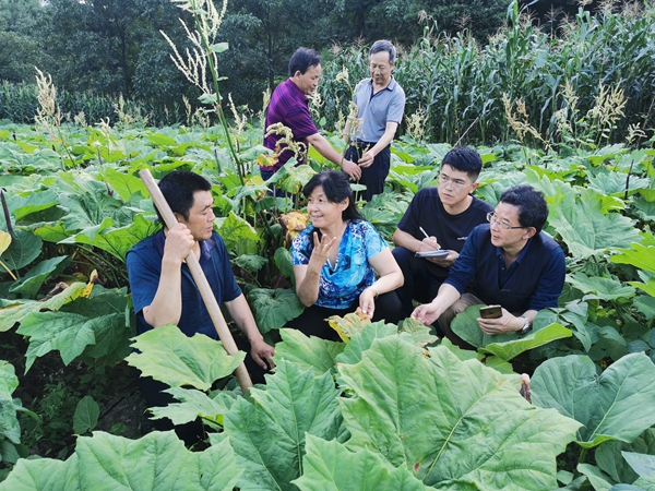 在镇巴县小洋镇中药材种植基地采访_副本.jpg