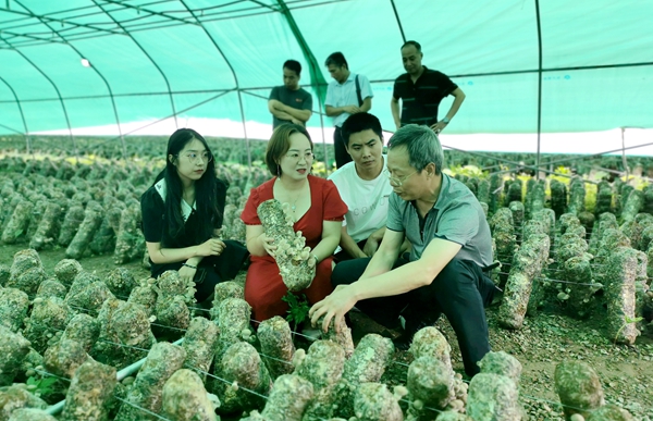 在镇巴县青水镇食用菌种植基地采访_副本.jpg